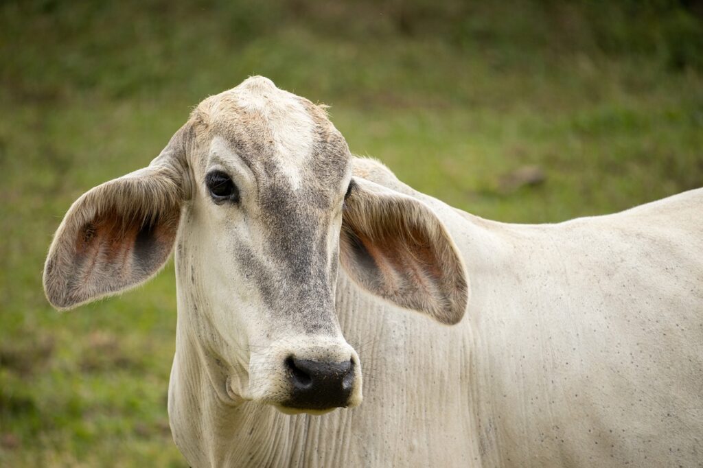 cow, cattle, animal-7766029.jpg