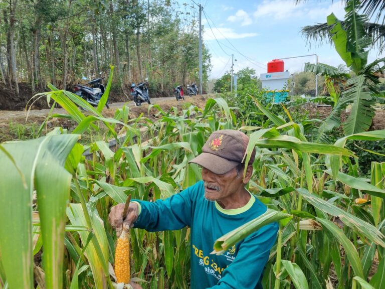 Kisah Sumarno, Petani Jagung  Binaan BSI Maslahat yang Berhasil Berdayakan Masyarakat 