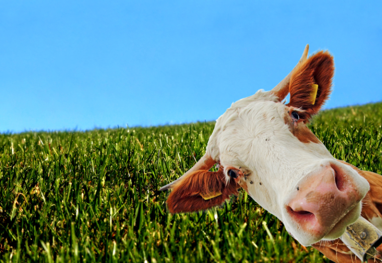 BSI Maslahat Hadirkan Cara Berkurban Mudah Secara Online 