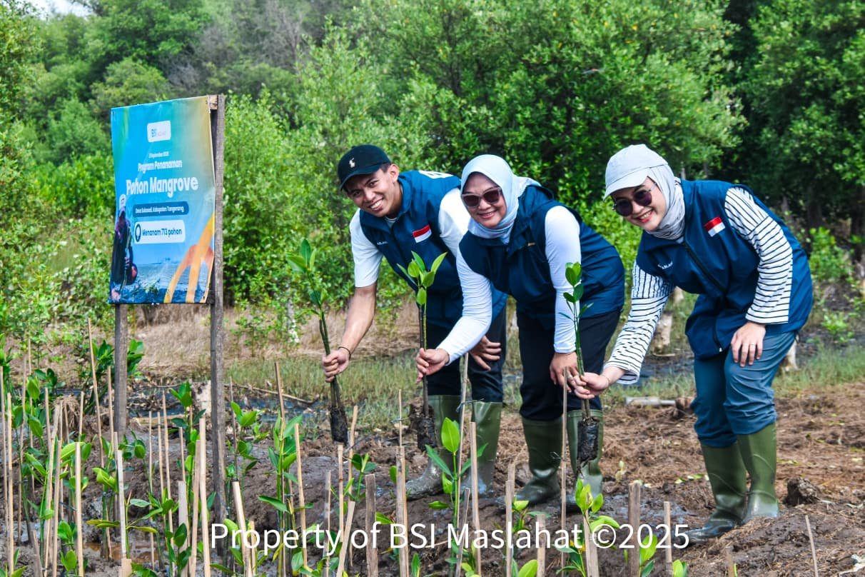 BSI Maslahat Tanam 713 Pohon Mangrove Upaya Cegah Abrasi di Desa ...