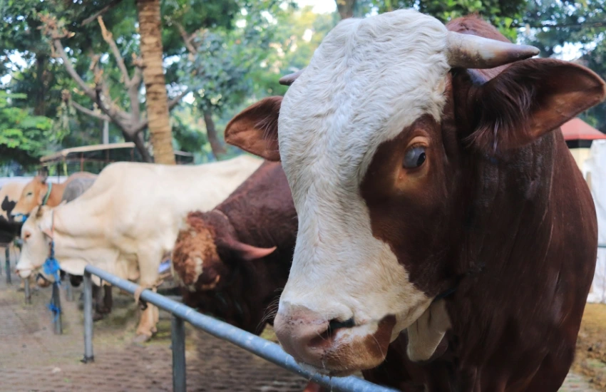 Kurban Online Boleh atau Tidak? Ini Penjelasan Hukum dan Dalilnya