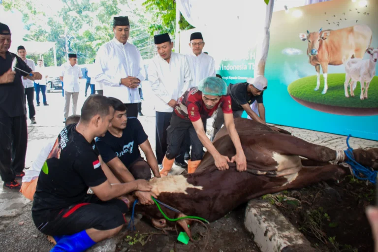 Kapan Waktu Terbaik Menyembelih Hewan Kurban?
