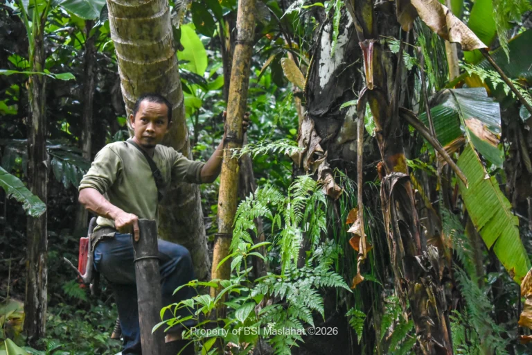 BSI Maslahat Dorong UMKM Gula Aren Cianjur Tingkatkan Ekonomi Masyarakat melalui Pemanfaatan Hutan Sosial Berkelanjutan