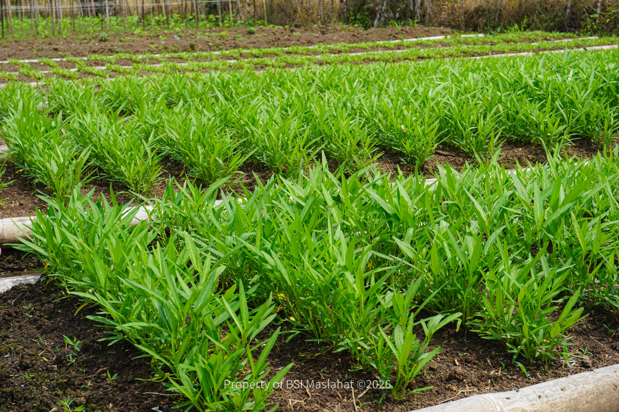 BSI Maslahat Wujudkan Yatim Mandiri dan Berdaya Lewat Program Sahabat Kebaikan Yatim di Yayasan Madinah Al Hijrah