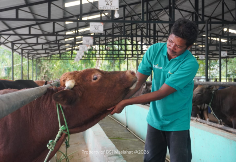 Jelang Kurban, Peternak Binaan BSI Maslahat Siapkan Sapi Berkualitas