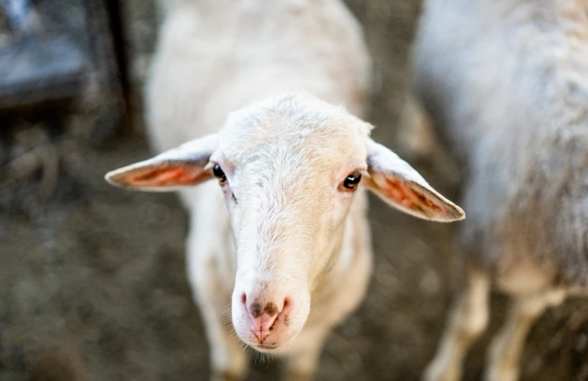 Kurban Maslahat Langkah Emas Peduli Negeri, Ibadah yang Menjaga Bumi