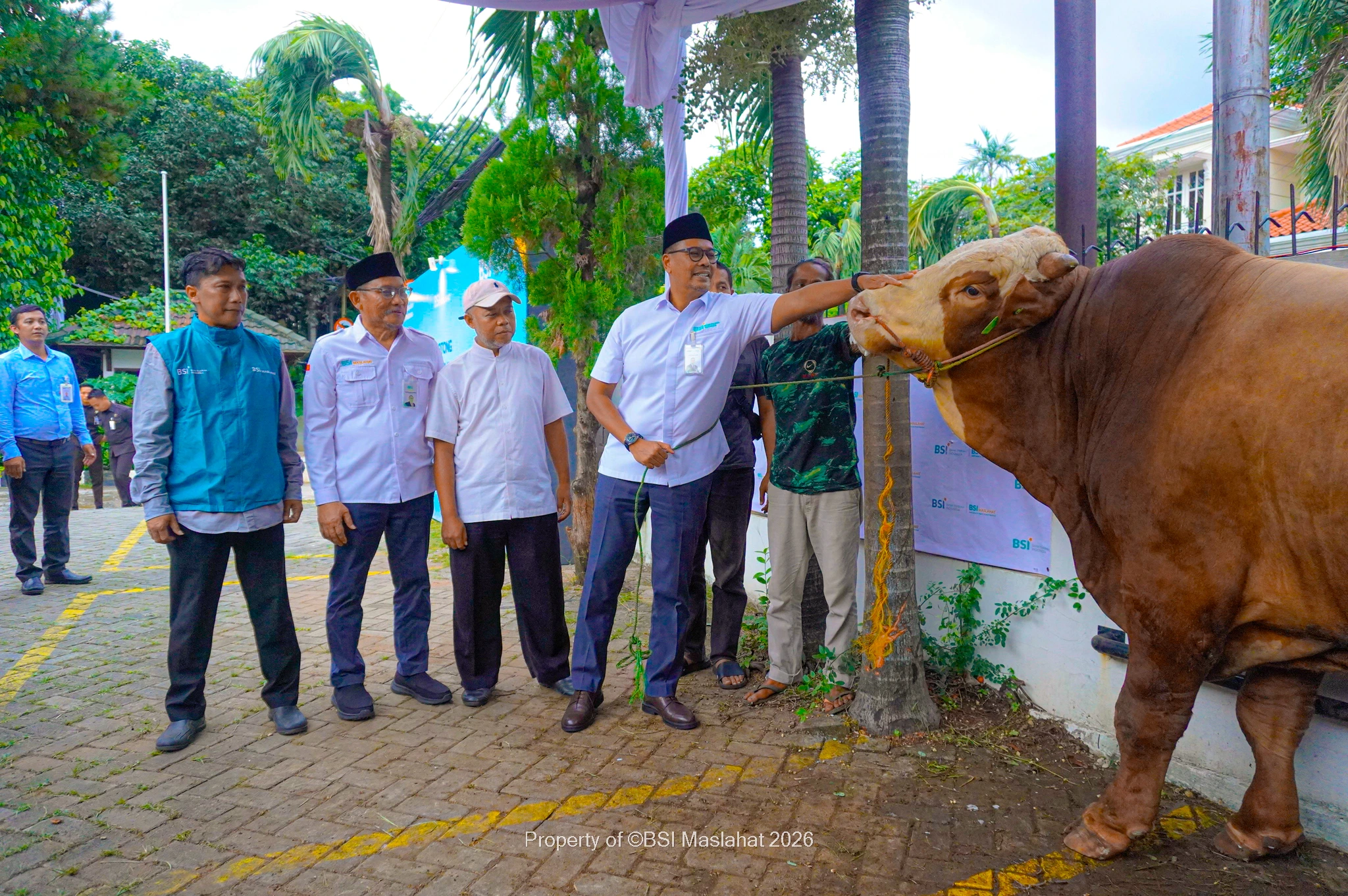 BSI Maslahat dan BSI Salurkan 24.541 Hewan Kurban hingga Pelosok Negeri pada Iduladha 1447 H